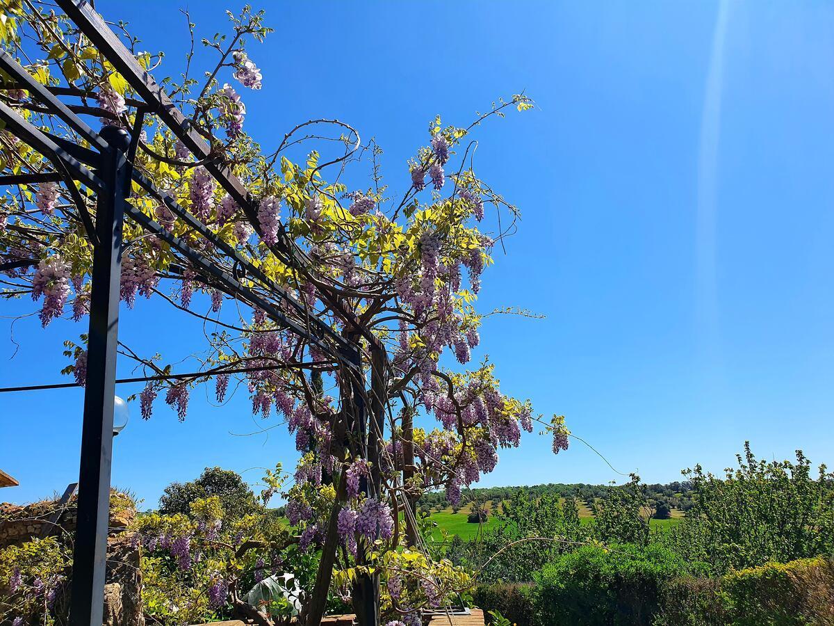 Residenza Santa Maria In Borraccia Bed & Breakfast Magliano in Toscana Exterior photo